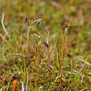 Juncus novae-zelandiae