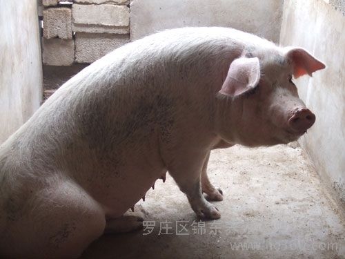 冀合白豬 冀合白豬