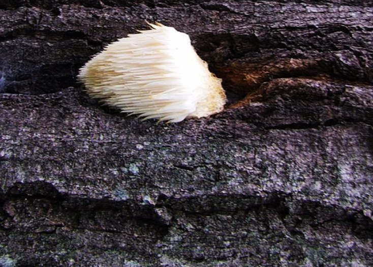 樹洞中有原生態猴頭菇生長情況