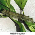 柑橘枯葉蛾 柑橘枯葉蛾