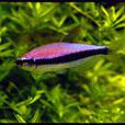 帝王燈魚 帝王燈魚