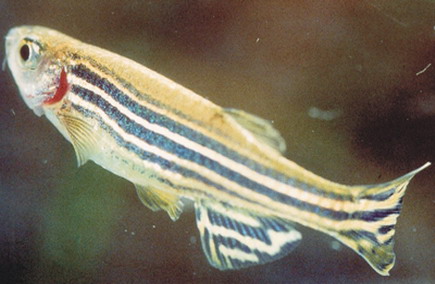 斑馬魚