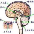 強迫性頭位 強迫性頭位
