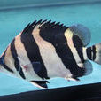 小鱗擬松鯛(印尼虎魚) 小鱗擬松鯛(印尼虎魚)