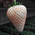白草莓(薔薇科植物)