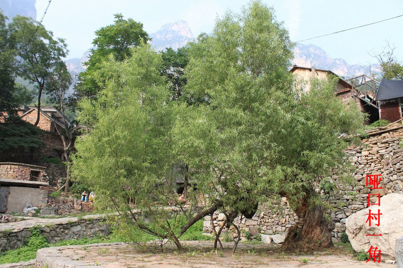 啞口村(雲南省保山市龍陵縣龍新鄉啞口村) 啞口村(雲南省保山市龍陵縣龍新鄉啞口村)