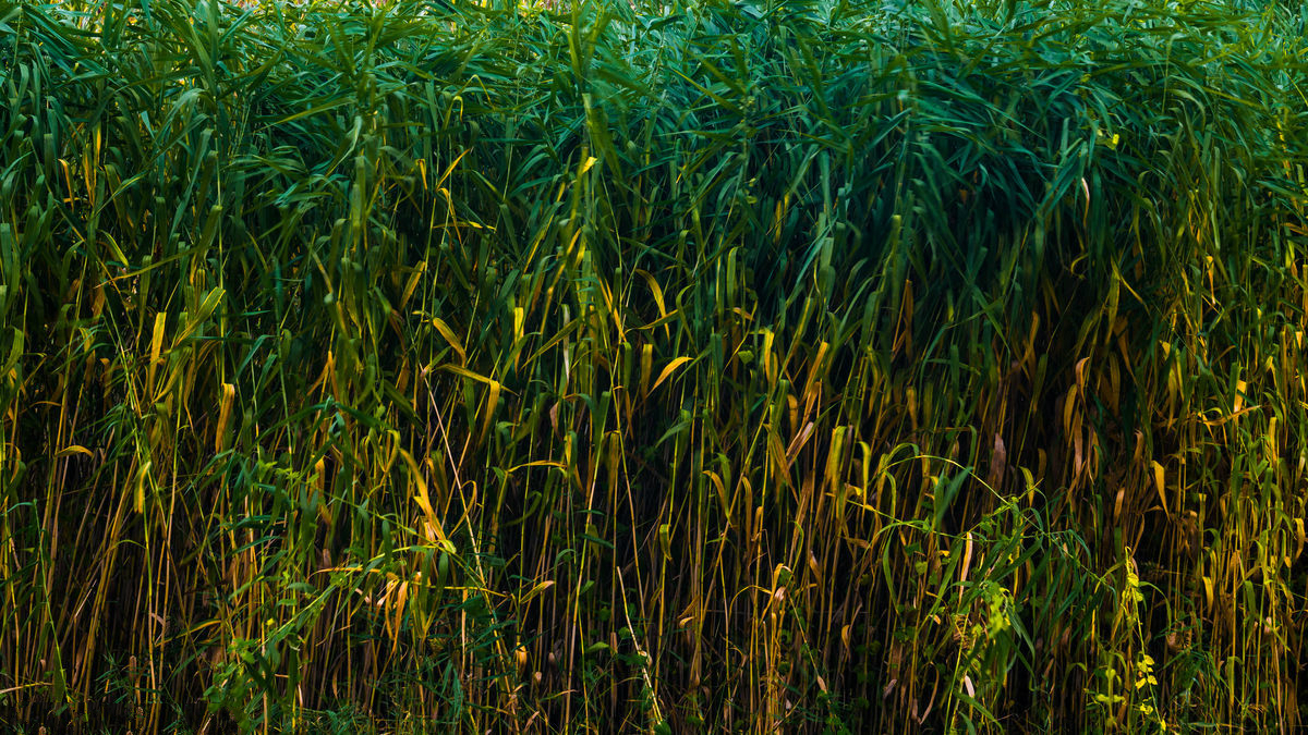 水竹種植