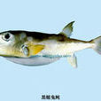 黑鰓兔魨 黑鰓兔魨