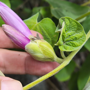 Ipomoea calyptrata