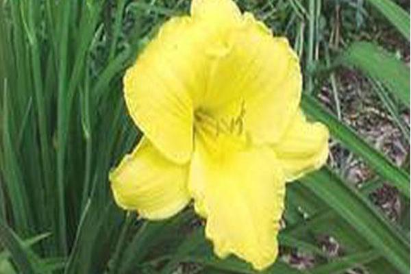 Hemerocallis \x27Everblooming Doll\x27