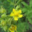 菊葉委陵菜 菊葉委陵菜