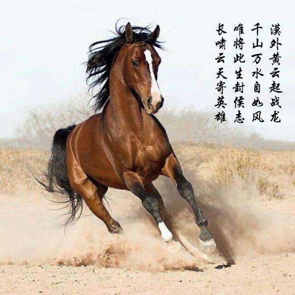 黃犬奔馬 黃犬奔馬