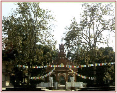 中緬兩國總理種植的緬桂花樹