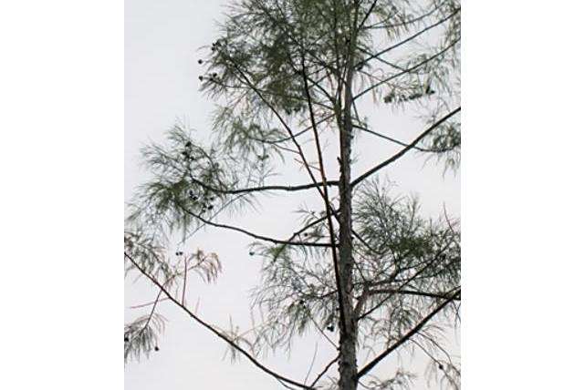 Taxodium distichum \x27Peve Minaret\x27 Taxodium distichum \x27Peve Minaret\x27