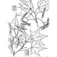 陝甘黃毛槭 陝甘黃毛槭