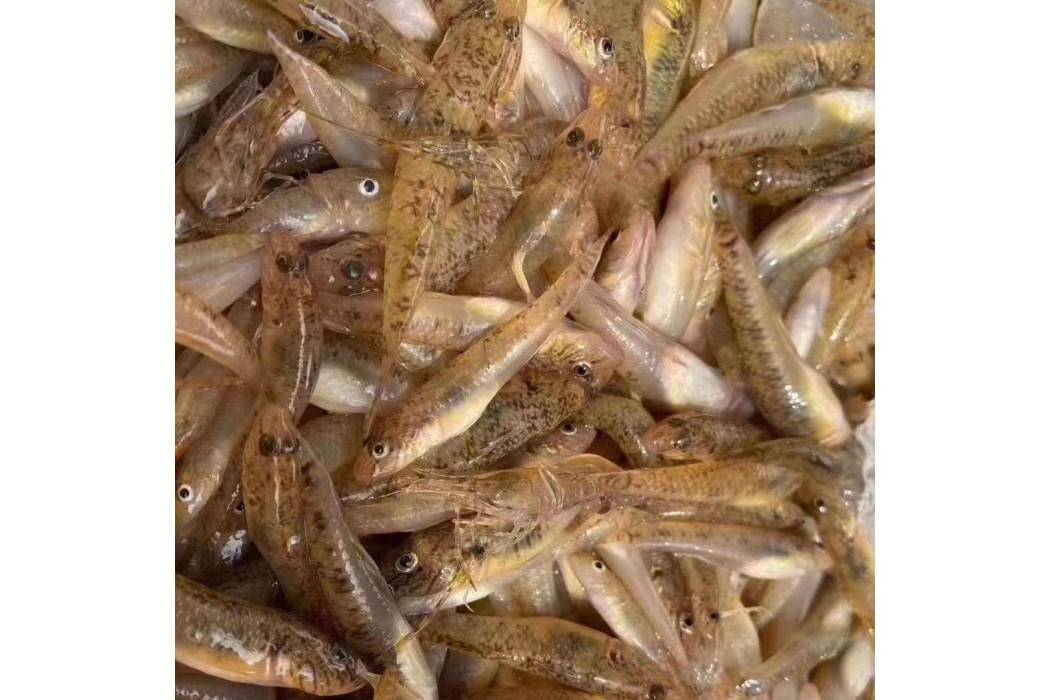 蝦虎魚亞科 蝦虎魚亞科