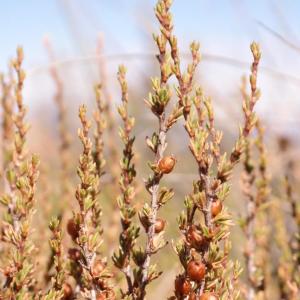 Cliffortia baccans