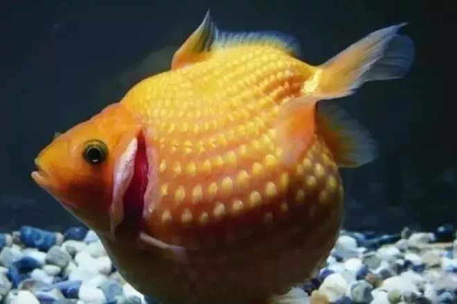 鰓蓋(operculum) 鰓蓋(operculum)