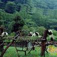陝西漢中大熊貓自然保護區