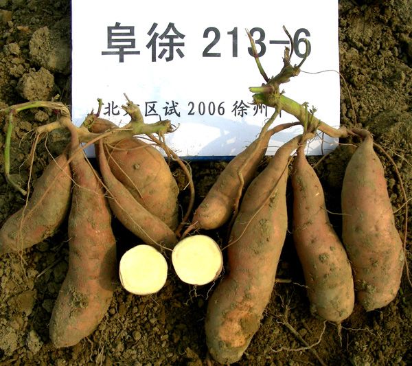 阜徐薯6號 阜徐薯6號