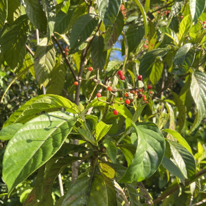 Psychotria guianensis
