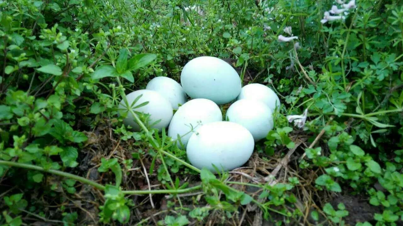 長順綠殼雞蛋