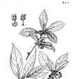秦嶺木姜子 秦嶺木姜子