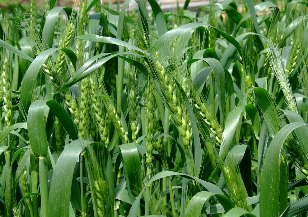 華麥8號 華麥8號