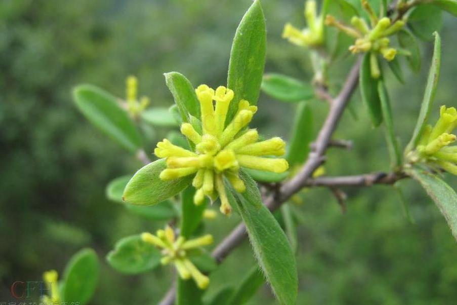 鄂北蕘花 鄂北蕘花