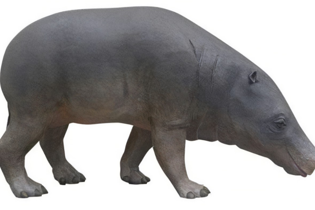石炭獸科 石炭獸科