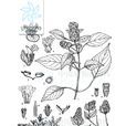安龍花 安龍花
