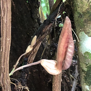 Aristolochia putumayensis