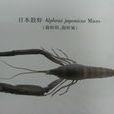 日本鼓蝦