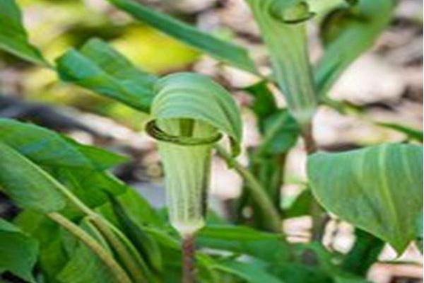 Arisaema triphyllum