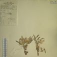矮小苓菊 矮小苓菊