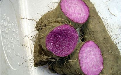 紫芯山芋