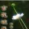 玄花破界 玄花破界