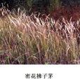 密花拂子茅 密花拂子茅