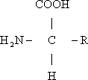 胺基酸結構簡式