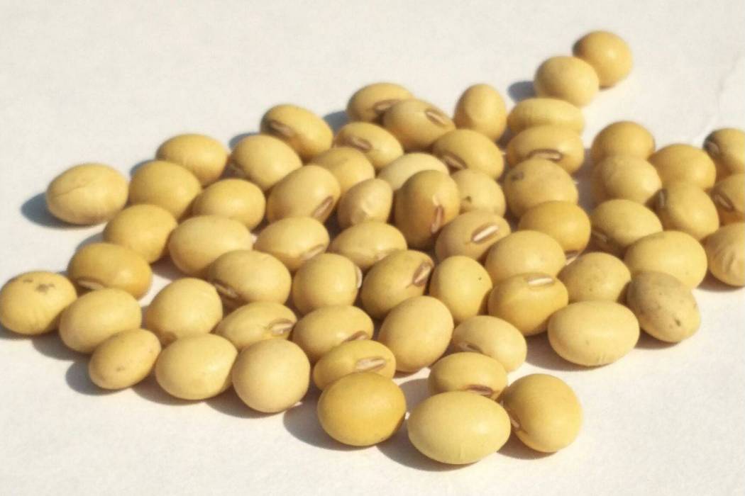 新大豆26號 新大豆26號