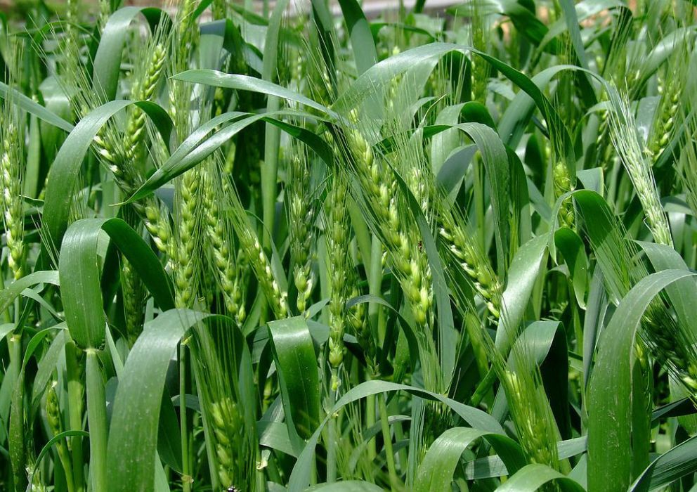 豐強7號 豐強7號