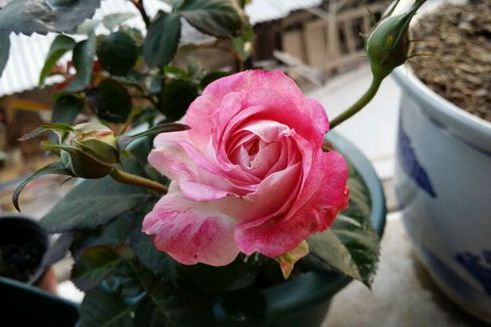 愛蜜拉 愛蜜拉