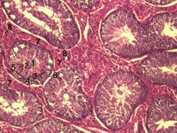 野豬睪丸實質的組織切面（5為Sertoli cell）