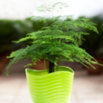 喜陰植物