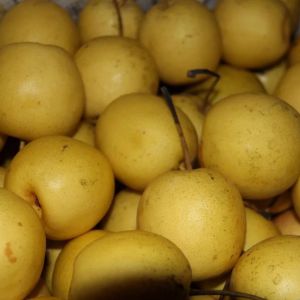 黃河蜜梨 黃河蜜梨