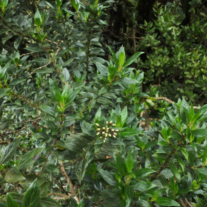 Hedyotis articularis