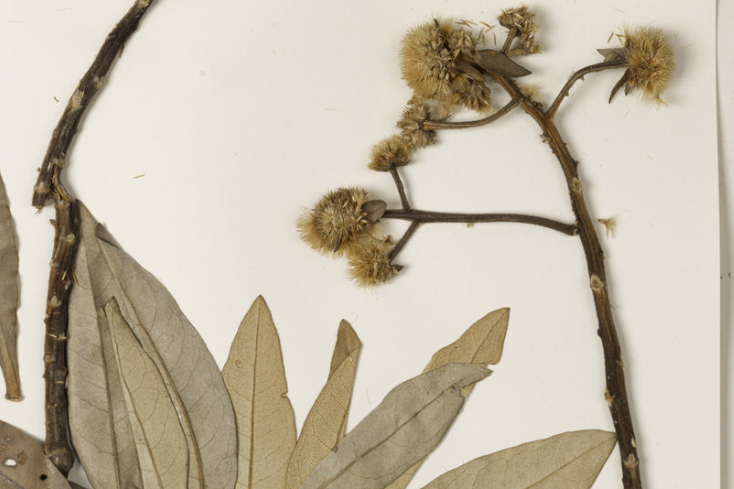 Eremanthus argenteus MacLeish