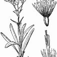 刺果苓菊 刺果苓菊