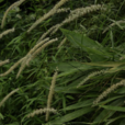 長序狼尾草 長序狼尾草