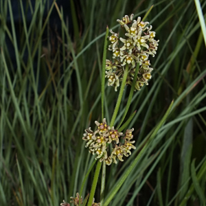 Stenostelma periglossoides